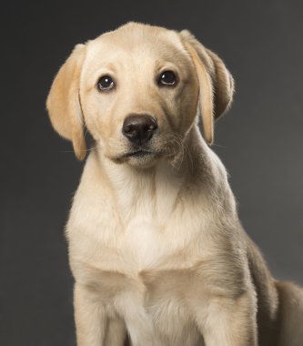 siyah arka plan üzerine izole güzel labrador retriever