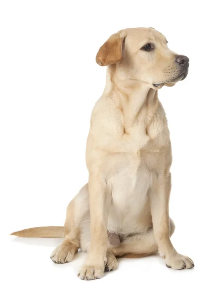 Hermoso Labrador retriever aislado sobre fondo blanco — Foto de Stock