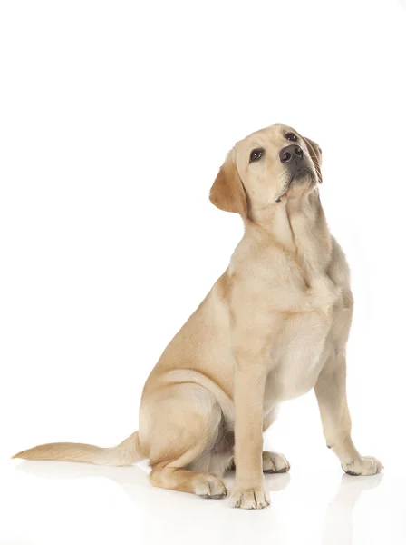 Hermoso Labrador retriever aislado sobre fondo blanco — Foto de Stock