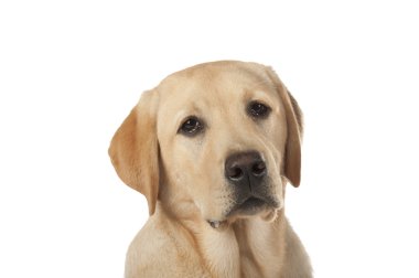 Beyaz arka plan üzerinde izole güzel labrador retriever