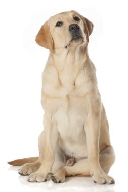 Beyaz arka plan üzerinde izole güzel labrador retriever
