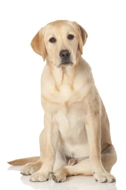 Beyaz arka plan üzerinde izole güzel labrador retriever