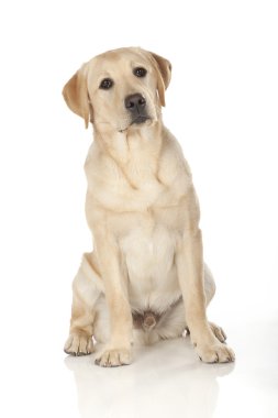 Beyaz arka plan üzerinde izole güzel labrador retriever