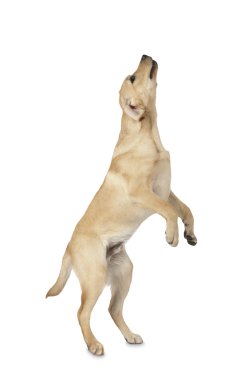 Beyaz arka plan üzerinde izole güzel labrador retriever