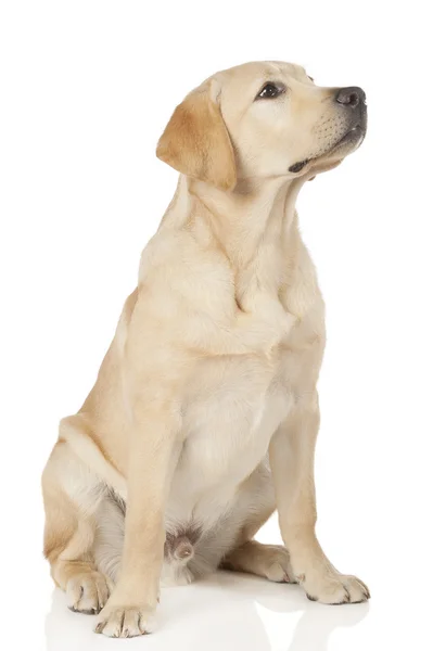 Schöner Labrador Retriever isoliert auf weißem Hintergrund — Stockfoto