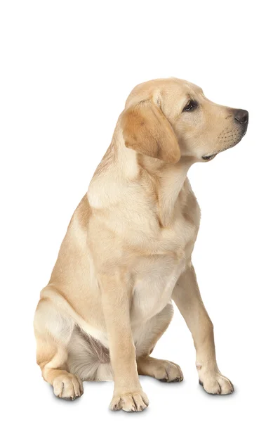 孤立的白色背景上的美丽拉布拉多犬 — 图库照片