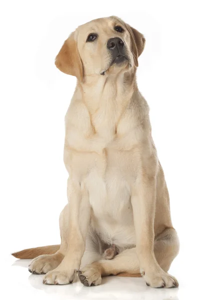 Hermoso Labrador retriever aislado sobre fondo blanco — Foto de Stock