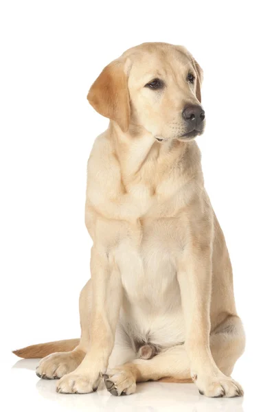 Hermoso Labrador retriever aislado sobre fondo blanco — Foto de Stock