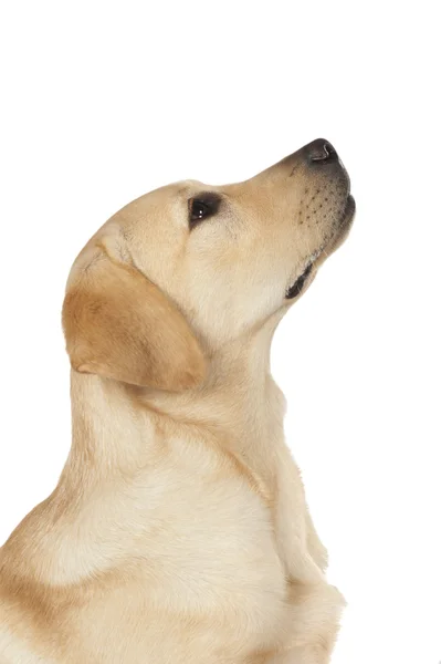 Hermoso Labrador retriever aislado sobre fondo blanco — Foto de Stock