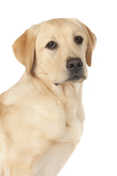 Hermoso Labrador retriever aislado sobre fondo blanco — Foto de Stock