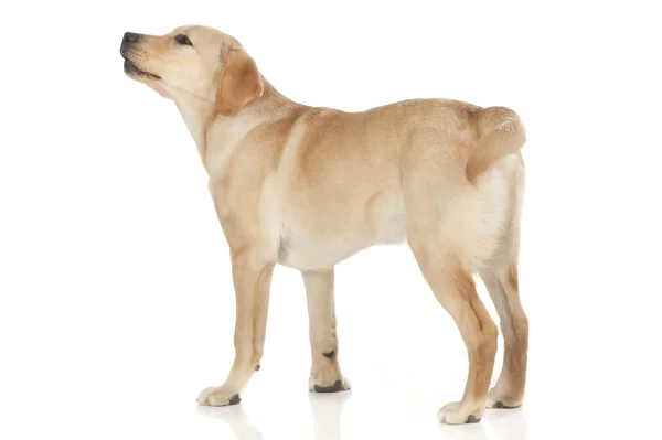 Vackra labrador retriever isolerad på vit bakgrund — Stockfoto