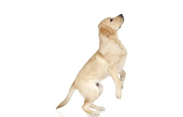 Schöner Labrador Retriever isoliert auf weißem Hintergrund — Stockfoto