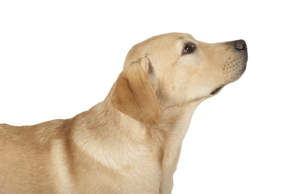 Schöner Labrador Retriever isoliert auf weißem Hintergrund — Stockfoto