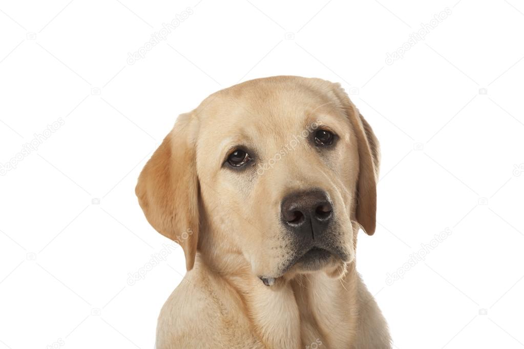 Beautiful Labrador retriever isolated on white background