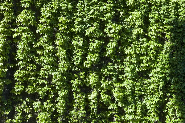 Una texture di rampicante verde con foglie, durante la primavera — Foto Stock