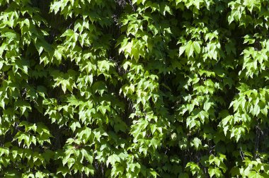 yapraklar, Bahar sırasında yeşil tırmanıcı bir doku