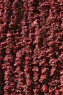 sırasında sonbahar yaprakları ile kırmızı tırmanıcı bir doku