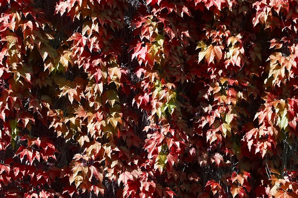 Uma textura de alpinista vermelho com folhas, durante o outono — Fotografia de Stock