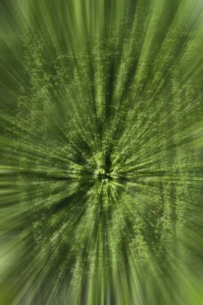 Текстура зеленого альпініста з листям, під час весни — стокове фото