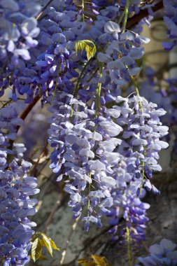 Wisteria bitki bahar sırasında