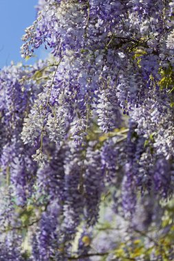 Wisteria bitki bahar sırasında