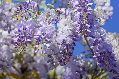 Wisteria bitki bahar sırasında