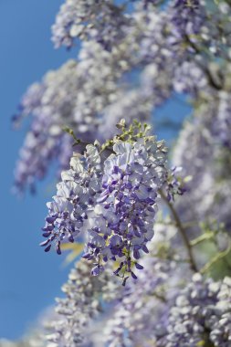 Wisteria bitki bahar sırasında