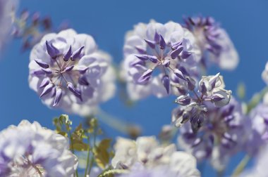 Wisteria bitki bahar sırasında