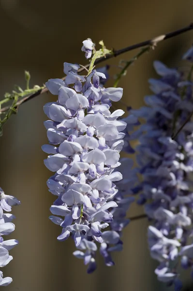 Planta de glicina durante la primavera —  Fotos de Stock