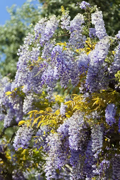 Planta wisteria durante a primavera — Fotografia de Stock