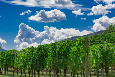 Eylül ayında üzüm bağı, İtalya, Piemonte, Gavi