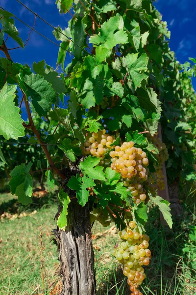 Wijngaard September Italië Piemonte Gavi — Stockfoto