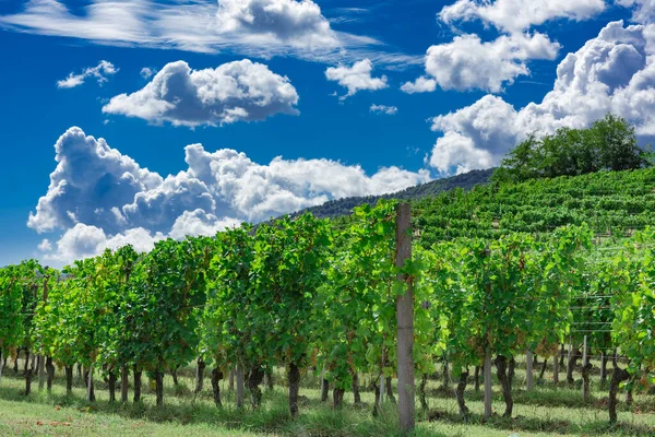 Eylül ayında üzüm bağı, İtalya, Piemonte, Gavi