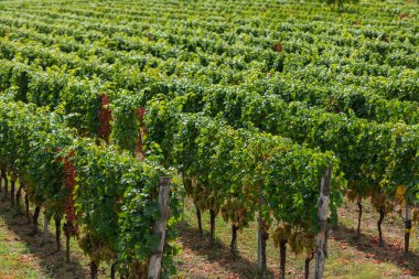 Eylül ayında üzüm bağı, İtalya, Piemonte, Gavi