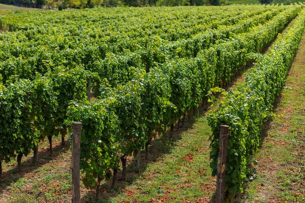 Виноградник Вересні Італія Ємонт Гаві — стокове фото