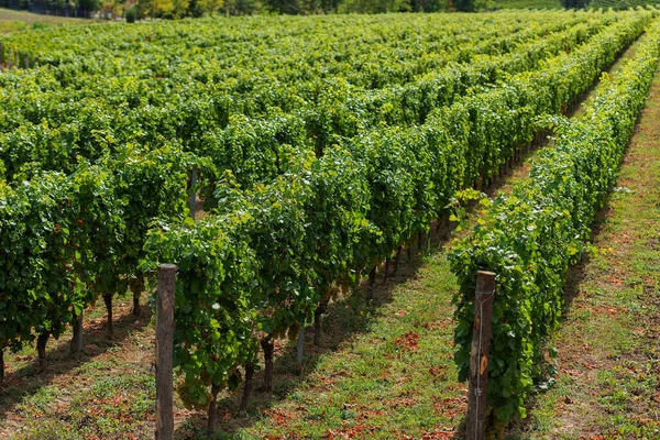 Eylül Ayında Üzüm Bağı Talya Piemonte Gavi — Stok fotoğraf