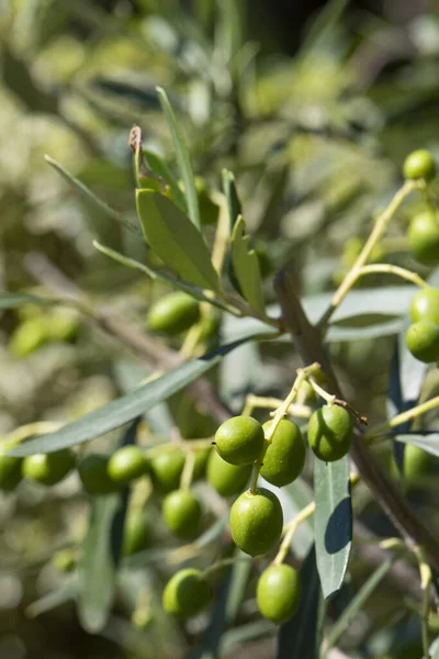 Les Olives Sur Arbre Mûrissent Fin Été — Photo
