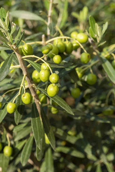 Les Olives Sur Arbre Mûrissent Fin Été — Photo