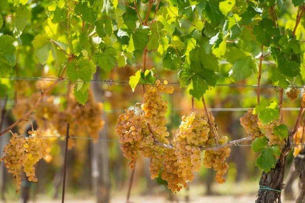 Vigneto Settembre Italia Piemonte Gavi — Foto Stock