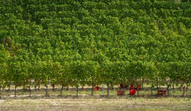 Eylül ayında üzüm bağı, İtalya, Piemonte, Gavi