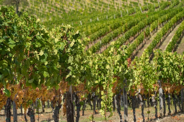 Vingård September Italien Piemonte Gavi — Stockfoto