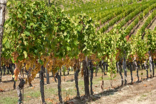 Winnica Wrześniu Włochy Piemonte Gavi — Zdjęcie stockowe