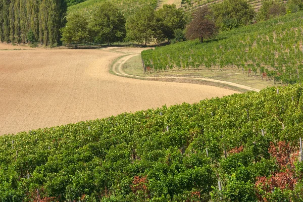 Eylül Ayında Üzüm Bağı Talya Piemonte Gavi — Stok fotoğraf