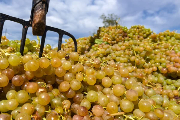 Vineyard September Italy Piemonte Gavi — Stock Photo, Image