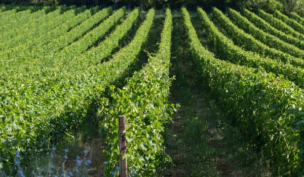 Eylül Ayında Üzüm Bağı Talya Piemonte Gavi — Stok fotoğraf