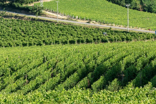 Виноградник Вересні Італія Ємонт Гаві — стокове фото