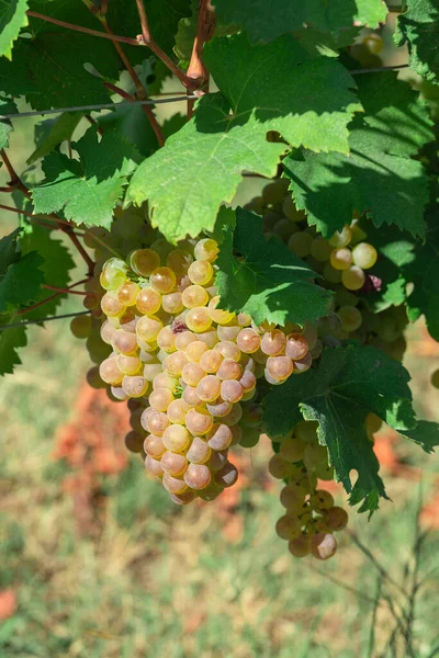 Vineyard September Italy Piemonte Gavi — Stock Photo, Image