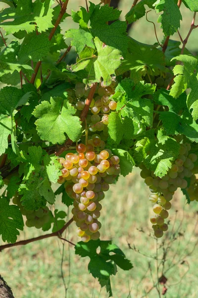 Winnica Wrześniu Włochy Piemonte Gavi — Zdjęcie stockowe