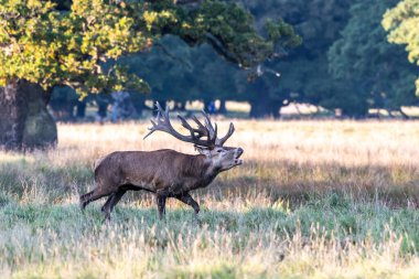 Red Deer Stags (Cervus elaphus) europe