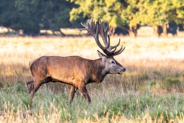 Red Deer Stags (Cervus elaphus) europe